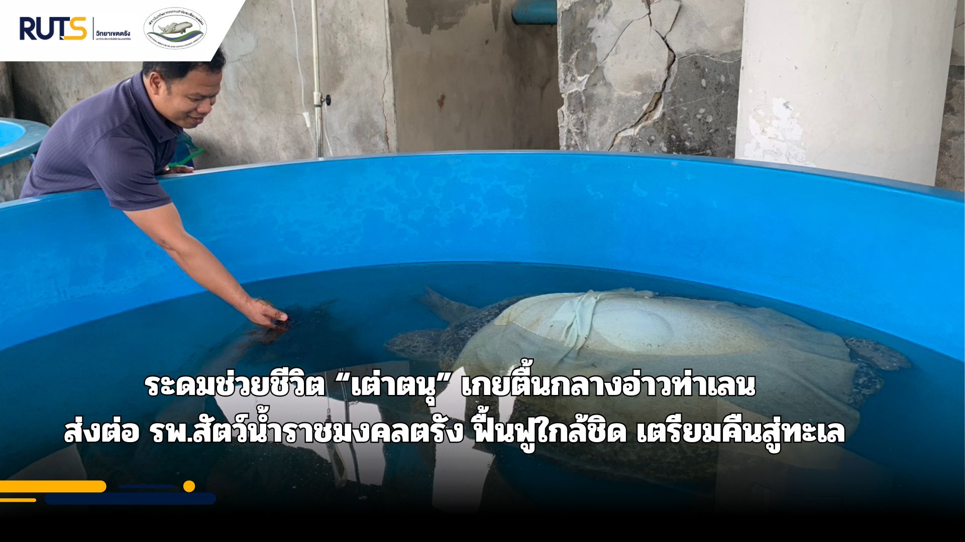 Help the turtle 19-02-69